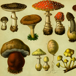 1884_poison_mushrooms_8x11_dlw, Poison Mushrooms, Brockhaus, 1884, Lithographs, Gallery East, Gallery East Network