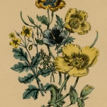 32_five_poppies_01_w, Five Poppies, Louis Haghe, 1859, Lithographs, Gallery East, Haghe, Gallery East Network